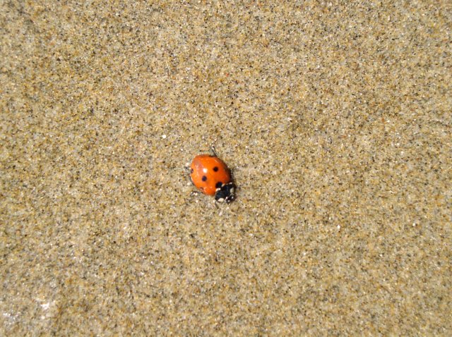 5.14.06 Indian Beach Mother's Day 097 